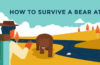 Surviving a bear attack - our top tips