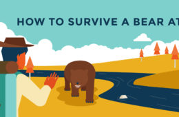 Surviving a bear attack - our top tips