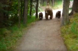 hiking with bears video